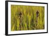 Marsh Thistle (Cirsium Palustre) Flowering on Managed Grazing Land, Wicken Fen, Cambridgeshire, UK-Terry Whittaker-Framed Photographic Print