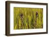 Marsh Thistle (Cirsium Palustre) Flowering on Managed Grazing Land, Wicken Fen, Cambridgeshire, UK-Terry Whittaker-Framed Photographic Print