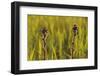 Marsh Thistle (Cirsium Palustre) Flowering on Managed Grazing Land, Wicken Fen, Cambridgeshire, UK-Terry Whittaker-Framed Photographic Print