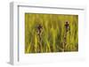 Marsh Thistle (Cirsium Palustre) Flowering on Managed Grazing Land, Wicken Fen, Cambridgeshire, UK-Terry Whittaker-Framed Photographic Print