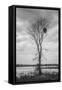Marsh Tree, Central Valley California-Vincent James-Framed Stretched Canvas