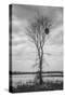 Marsh Tree, Central Valley California-Vincent James-Stretched Canvas