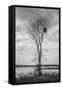 Marsh Tree, Central Valley California-Vincent James-Framed Stretched Canvas