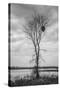 Marsh Tree, Central Valley California-Vincent James-Stretched Canvas