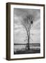 Marsh Tree, Central Valley California-Vincent James-Framed Photographic Print