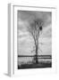 Marsh Tree, Central Valley California-Vincent James-Framed Photographic Print