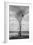 Marsh Tree, Central Valley California-Vincent James-Framed Photographic Print