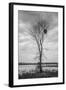 Marsh Tree, Central Valley California-Vincent James-Framed Photographic Print