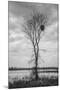 Marsh Tree, Central Valley California-Vincent James-Mounted Photographic Print
