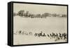 Marsh Weeds (algue des marais)-Peter Henry Emerson-Framed Stretched Canvas