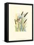 Marsh Wren and Cattails-Janet Mandel-Framed Stretched Canvas