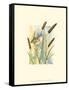 Marsh Wren and Cattails-Janet Mandel-Framed Stretched Canvas