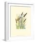 Marsh Wren and Cattails-Janet Mandel-Framed Art Print