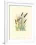 Marsh Wren and Cattails-Janet Mandel-Framed Art Print