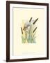 Marsh Wren and Cattails-Janet Mandel-Framed Art Print