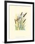 Marsh Wren and Cattails-Janet Mandel-Framed Art Print