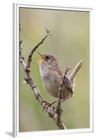 Marsh Wren Calling-Hal Beral-Framed Premium Photographic Print