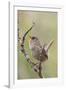 Marsh Wren Calling-Hal Beral-Framed Photographic Print