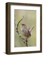 Marsh Wren Calling-Hal Beral-Framed Photographic Print