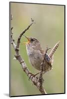 Marsh Wren Calling-Hal Beral-Mounted Photographic Print