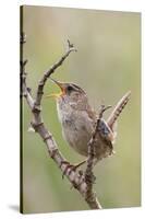 Marsh Wren Calling-Hal Beral-Stretched Canvas