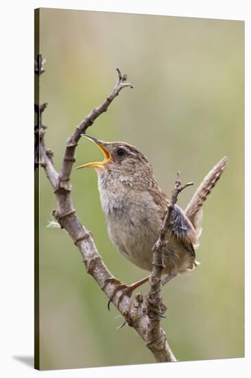 Marsh Wren Calling-Hal Beral-Stretched Canvas