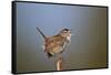 Marsh Wren (Cistothorus palustris) calling, Lac Le Jeune Provincial Park, British Columbia, Canada,-James Hager-Framed Stretched Canvas