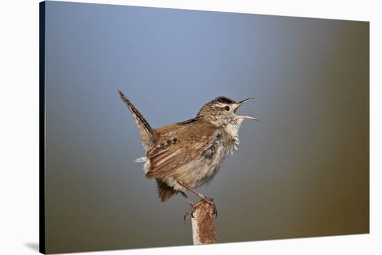 Marsh Wren (Cistothorus palustris) calling, Lac Le Jeune Provincial Park, British Columbia, Canada,-James Hager-Stretched Canvas