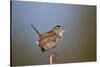 Marsh Wren (Cistothorus palustris) calling, Lac Le Jeune Provincial Park, British Columbia, Canada,-James Hager-Stretched Canvas