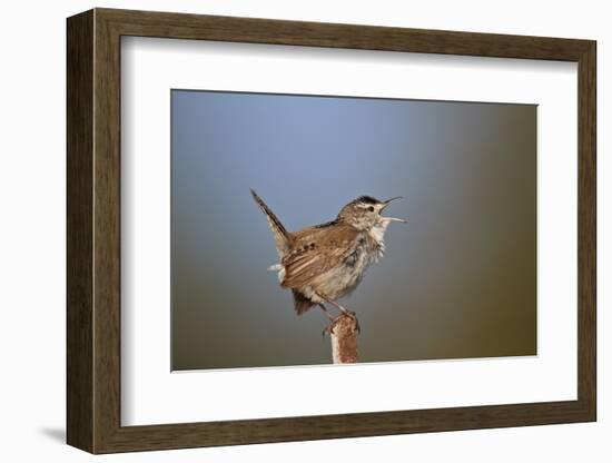 Marsh Wren (Cistothorus palustris) calling, Lac Le Jeune Provincial Park, British Columbia, Canada,-James Hager-Framed Photographic Print