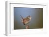 Marsh Wren (Cistothorus palustris) calling, Lac Le Jeune Provincial Park, British Columbia, Canada,-James Hager-Framed Photographic Print