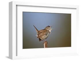 Marsh Wren (Cistothorus palustris) calling, Lac Le Jeune Provincial Park, British Columbia, Canada,-James Hager-Framed Photographic Print