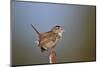 Marsh Wren (Cistothorus palustris) calling, Lac Le Jeune Provincial Park, British Columbia, Canada,-James Hager-Mounted Photographic Print