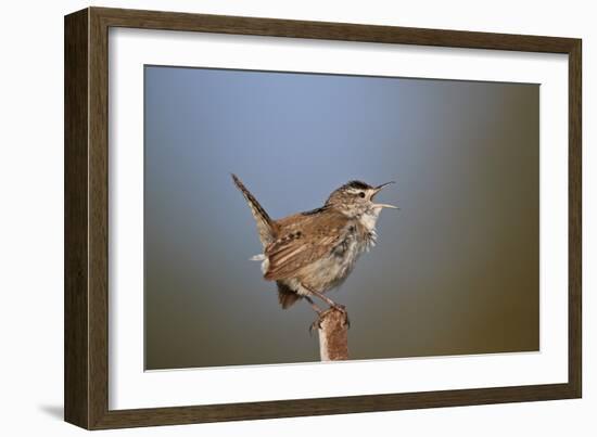 Marsh Wren (Cistothorus palustris) calling, Lac Le Jeune Provincial Park, British Columbia, Canada,-James Hager-Framed Photographic Print