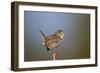 Marsh Wren (Cistothorus palustris) calling, Lac Le Jeune Provincial Park, British Columbia, Canada,-James Hager-Framed Photographic Print