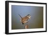 Marsh Wren (Cistothorus palustris) calling, Lac Le Jeune Provincial Park, British Columbia, Canada,-James Hager-Framed Photographic Print