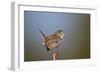 Marsh Wren (Cistothorus palustris) calling, Lac Le Jeune Provincial Park, British Columbia, Canada,-James Hager-Framed Photographic Print