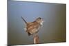 Marsh Wren (Cistothorus palustris) calling, Lac Le Jeune Provincial Park, British Columbia, Canada,-James Hager-Mounted Photographic Print