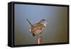 Marsh Wren (Cistothorus palustris) calling, Lac Le Jeune Provincial Park, British Columbia, Canada,-James Hager-Framed Stretched Canvas