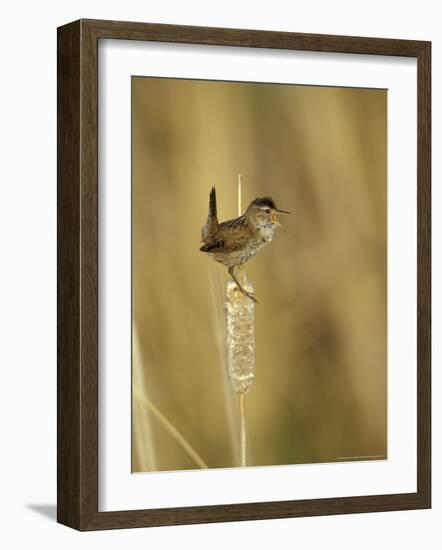 Marsh Wren, Malheur National Wildlife Refuge, Oregon, USA-William Sutton-Framed Photographic Print