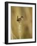 Marsh Wren, Malheur National Wildlife Refuge, Oregon, USA-William Sutton-Framed Photographic Print