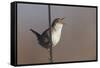 Marsh Wren Singing-DLILLC-Framed Stretched Canvas