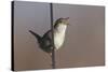 Marsh Wren Singing-DLILLC-Stretched Canvas