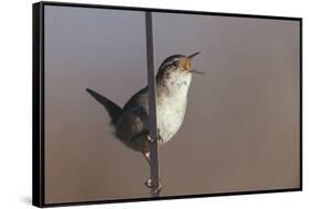Marsh Wren Singing-DLILLC-Framed Stretched Canvas