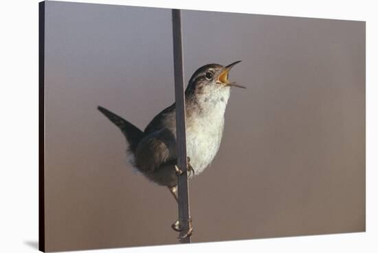 Marsh Wren Singing-DLILLC-Stretched Canvas