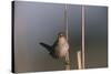 Marsh Wren Singing-DLILLC-Stretched Canvas