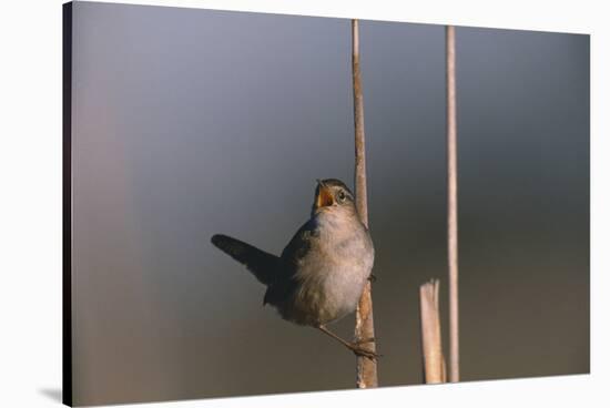 Marsh Wren Singing-DLILLC-Stretched Canvas