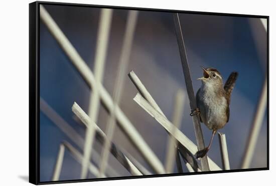 Marsh Wren Singing-DLILLC-Framed Stretched Canvas