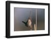 Marsh Wren Singing-DLILLC-Framed Premium Photographic Print