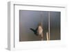 Marsh Wren Singing-DLILLC-Framed Premium Photographic Print